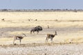 Buffalo at Etosha national park