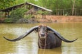 Buffalo with extra long horn in swamp