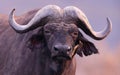 Buffalo face in the dry nature habitat Royalty Free Stock Photo