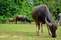 A buffalo family