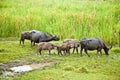 The buffalo family Royalty Free Stock Photo