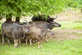 The buffalo family Royalty Free Stock Photo