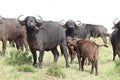 Herd of buffalos in the african savannah. Royalty Free Stock Photo