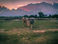 A buffalo family Royalty Free Stock Photo