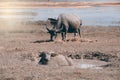 Buffalo family resting in swamp mud near the lake. Royalty Free Stock Photo