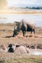 Buffalo family resting in swamp mud near the lake. Royalty Free Stock Photo