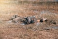 Buffalo family resting in swamp mud near the lake. Royalty Free Stock Photo