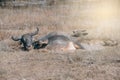 Buffalo family resting in swamp mud near the lake. Royalty Free Stock Photo