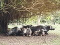 Buffalo family sit under the tree outdoor wildlife