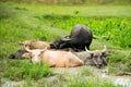 Buffalo family sleeping and dip water in cornfield Royalty Free Stock Photo