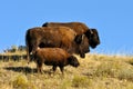 Buffalo family standing on a hillside. Royalty Free Stock Photo