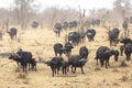 Huge buffalo herd walking through dry bush in Kruger Park South Africa Royalty Free Stock Photo