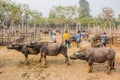 Buffalo in farm Thai Buffalo in farm background Buffalo in thailand