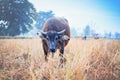 Buffalo feed on grassland Royalty Free Stock Photo