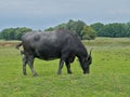 Buffalo covered in mud, grazing in a meadow in the Hungarian countryside