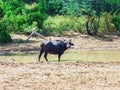 Buffalo in field near the lake, View of Yala national park, sri lanka`s most famous wild life park Royalty Free Stock Photo