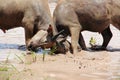Buffalo fighting Royalty Free Stock Photo