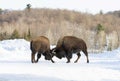 2 American Bison, Buffalo fighting in winter Royalty Free Stock Photo