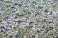 Buffalo footprints on dry muddy ground