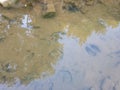 Buffalo footprints in shallow water