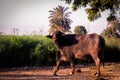 Buffalo in front of farmer house at Indian rural village in morning,India,India or Indian cow and buffalo in yard,Indian buffalo Royalty Free Stock Photo