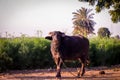 Buffalo in front of farmer house at Indian rural village in morning,India,India or Indian cow and buffalo in yard,Indian buffalo Royalty Free Stock Photo