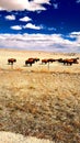 Buffalo on the frontage road Colorado state line