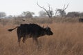 Buffalo game reserve,Botswana