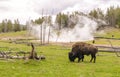 Buffalo in Geyser Basin with billowing steam surrounding in Yellowstone National Park Royalty Free Stock Photo