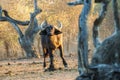 Buffalo within gnarled trees