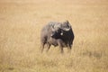 Buffalo in the golden african steppe on a sunny day