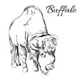 Buffalo in graphic style Royalty Free Stock Photo