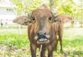 buffalo on grass