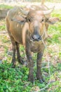 buffalo on grass