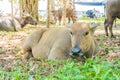 buffalo on grass