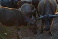 Buffalo grass was living morning. Sun gold on the farm happily. Royalty Free Stock Photo