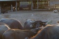 Buffalo grass was living morning. Sun gold on the farm happily. Royalty Free Stock Photo