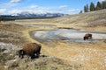 Grazing Buffalo in Yellowstone National Park Royalty Free Stock Photo