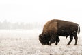 Buffalo grazes in the frosty grass during a snow storm in Yellowstone national park Royalty Free Stock Photo