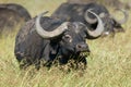 Buffalo Grazing Royalty Free Stock Photo