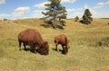 Buffalo grazing along the needles highway