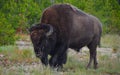 Buffalo Grazing At Dawn in Yellowstone