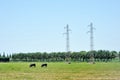 Buffalo grazing in a green meadow Royalty Free Stock Photo