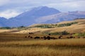 Buffalo Grazing