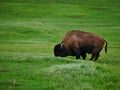 Buffalo grazing in meadow Royalty Free Stock Photo