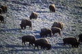 Buffalo grazing at National Bison Range near Dixon MT, Mission Range Mountains Royalty Free Stock Photo