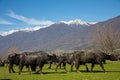 Buffalo grazing next to the river Strymon Royalty Free Stock Photo