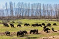 Buffalo grazing next to the river Strymon Royalty Free Stock Photo