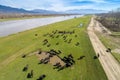 Buffalo grazing next to the river Strymon in Northern Greece on Royalty Free Stock Photo