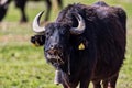 Buffalo grazing next to the river Strymon in Northern Greece. Royalty Free Stock Photo